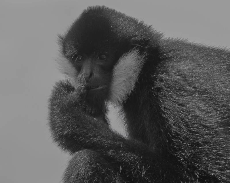 White-Cheeked Gibbon (5)