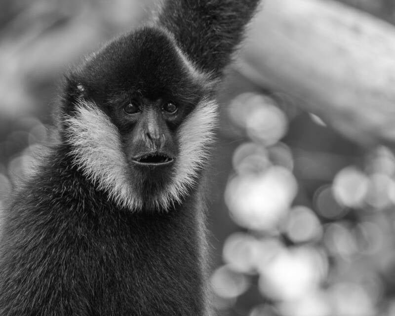 White-Cheeked Gibbon (7)