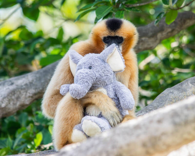 White-Cheeked Gibbon (8)