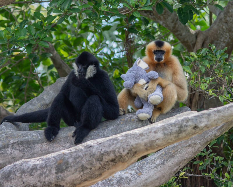 White-Cheeked Gibbon (9)