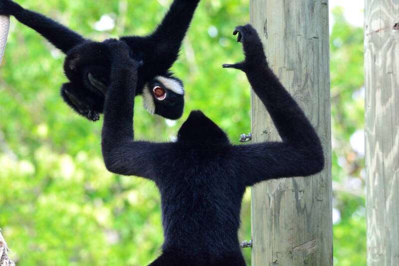 White-Cheeked Gibbon (10)