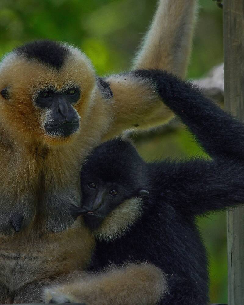 White-Cheeked Gibbon (4)
