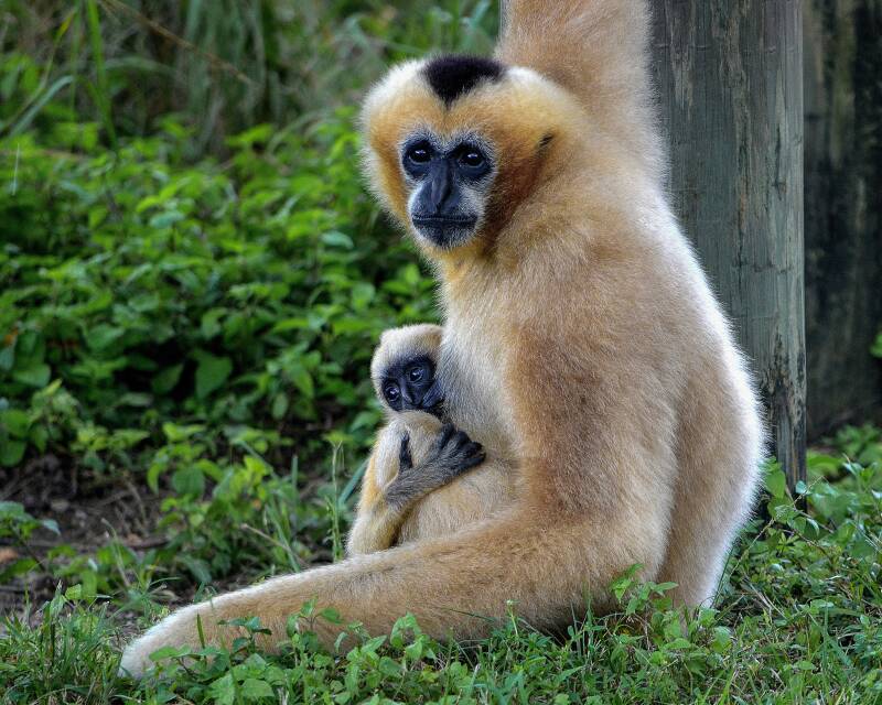 White-Cheeked Gibbon (1)