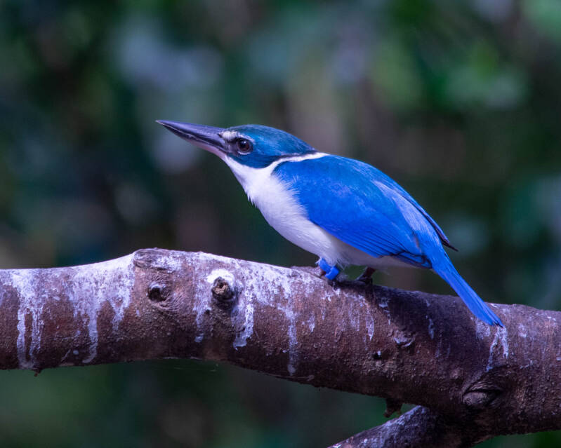 White-Collared Kingfisher (1)