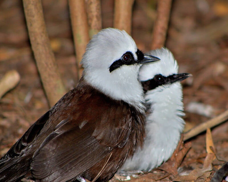 White-Crested-Laughing Thrush (1)