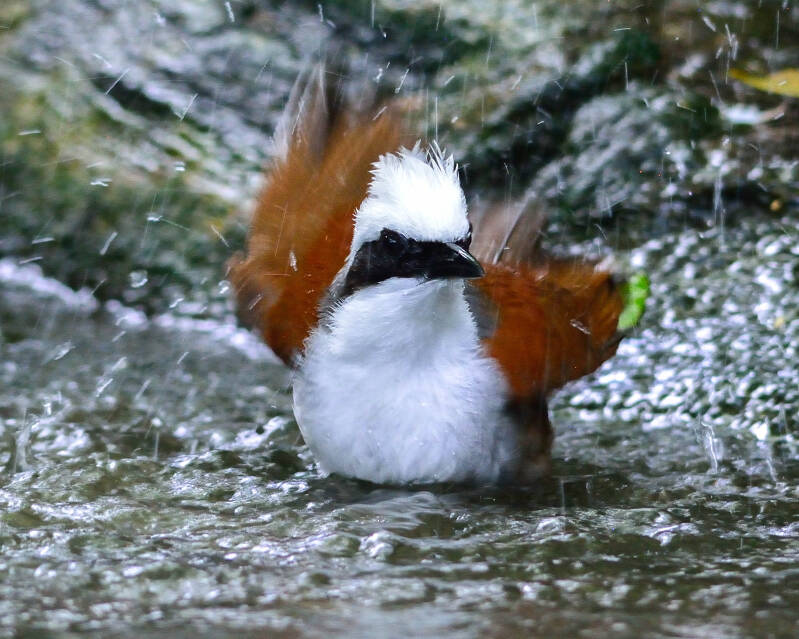 White-Crested-Laughing Thrush (2)