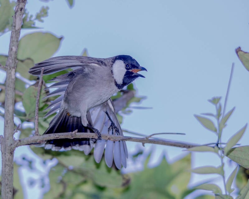 White-Eared Bulbul (1)