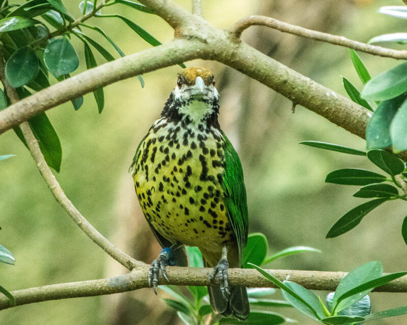 White-Eared Catbird (1)