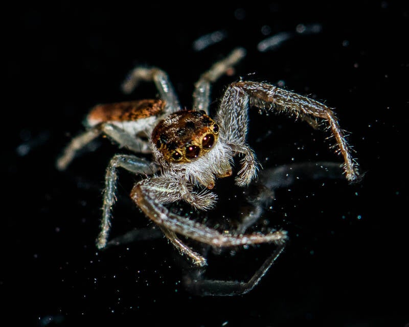 White-Jawed Jumping Spider (1)