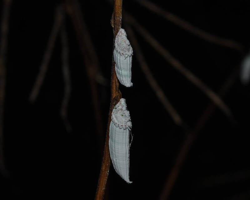 Genista Giant Scale Insect (2)