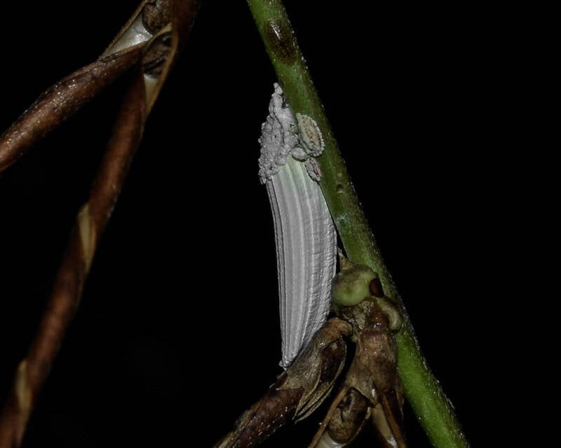 Genista Giant Scale Insect (1)