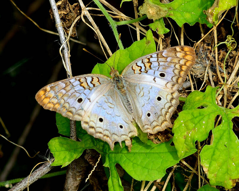 White Peacock (3)
