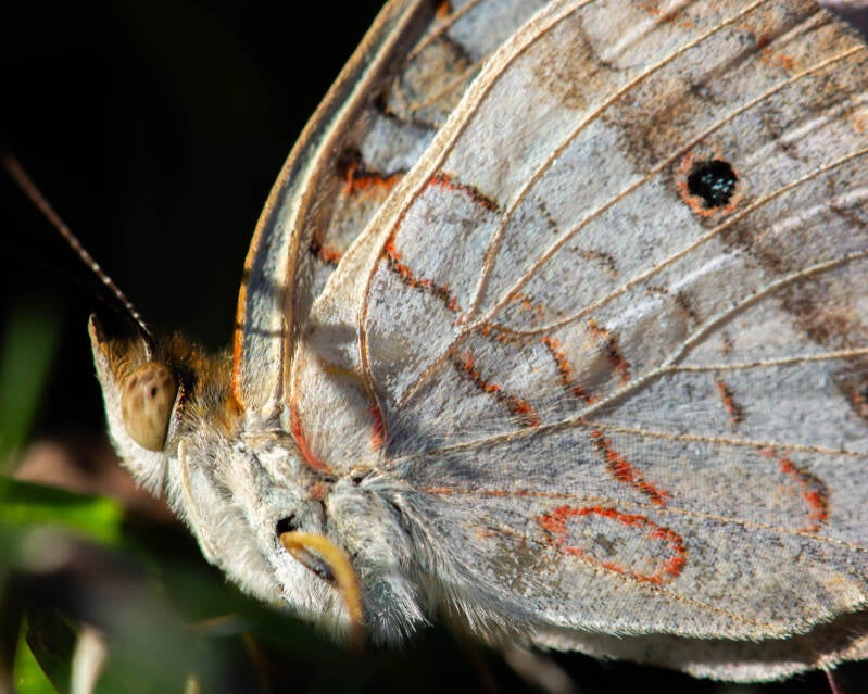 White Peacock (4)
