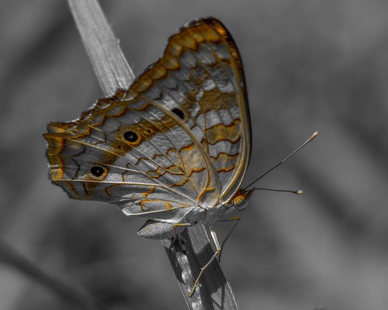 White Peacock (1)