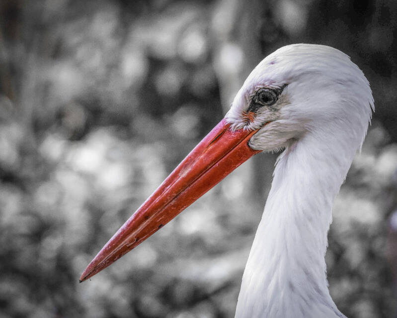 White Stork (1)
