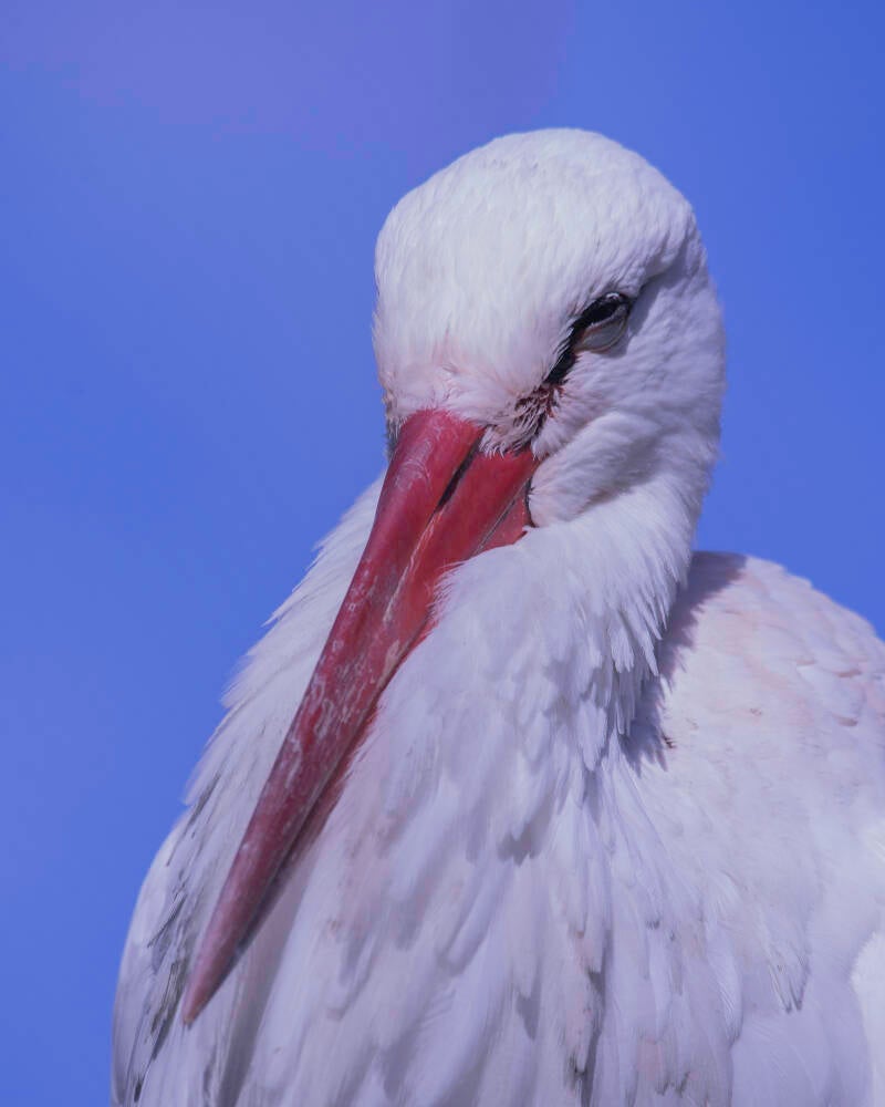 White Stork (2)