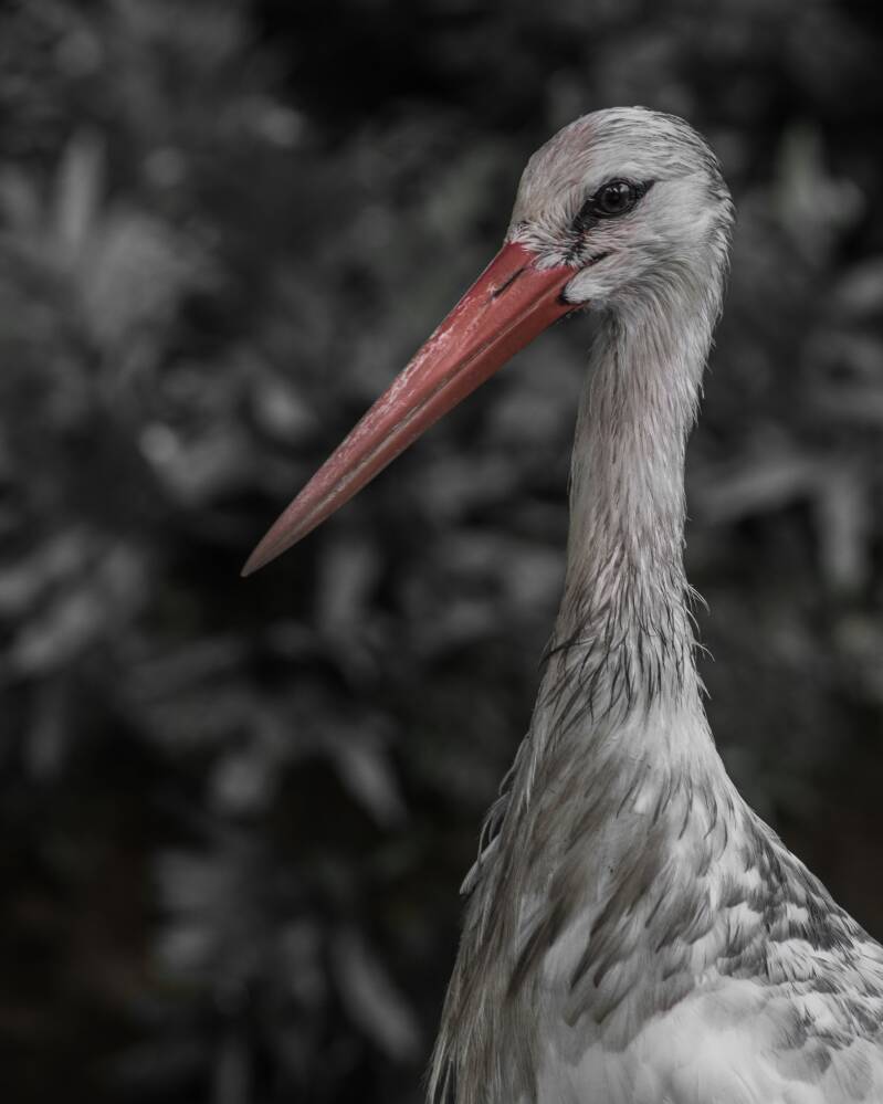 White Stork (1)
