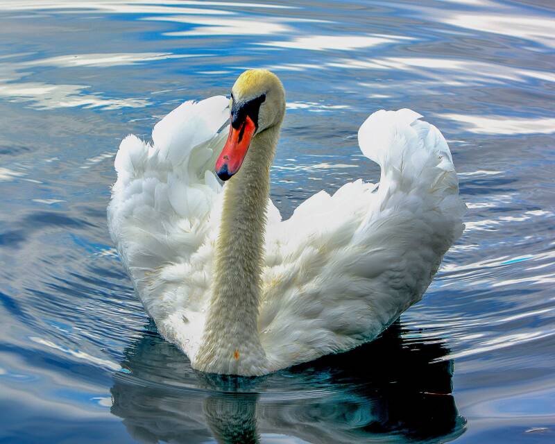 Mute Swan (1)