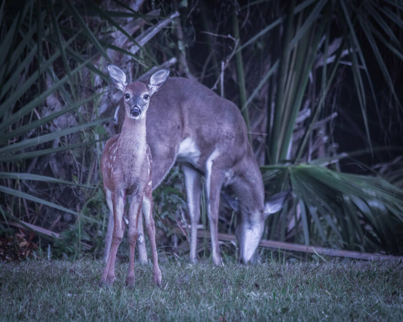 White-Tailed Deer (3)