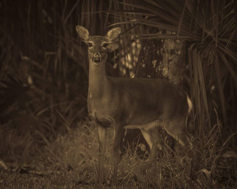White-Tailed Deer (1)