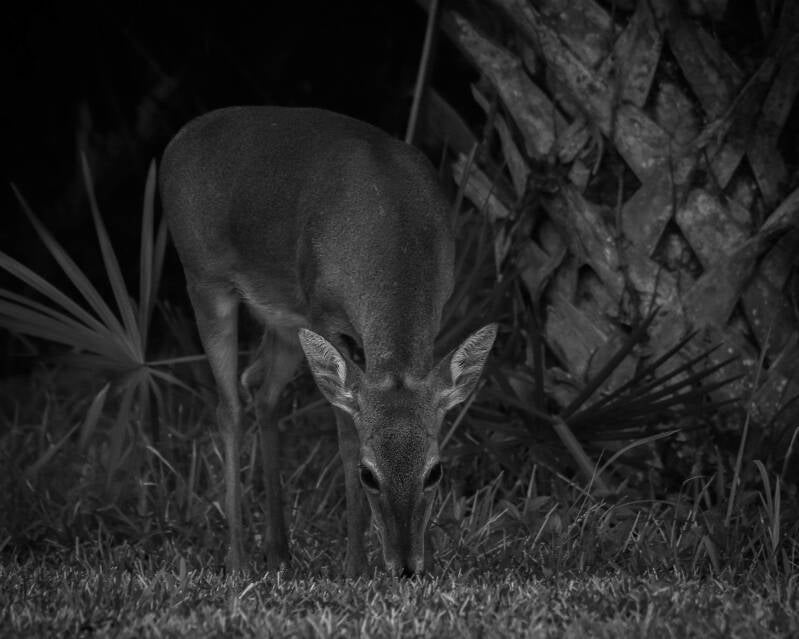 White-Tailed Deer (2)