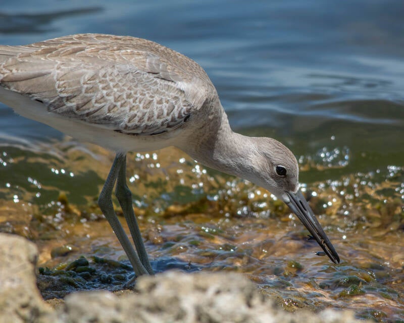 Willet (3)