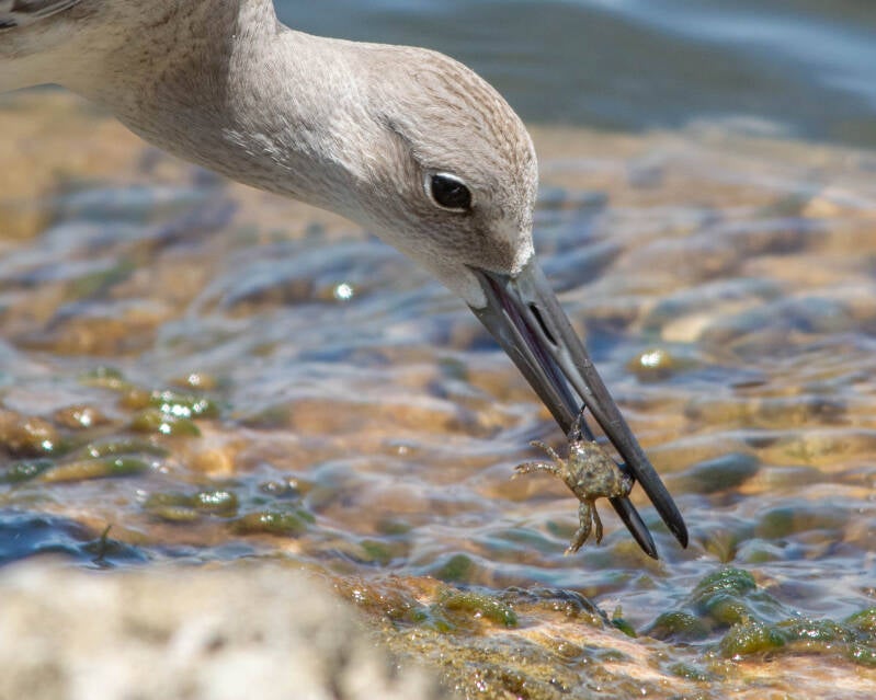 Willet (4)