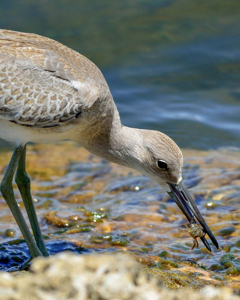 Willet (2)