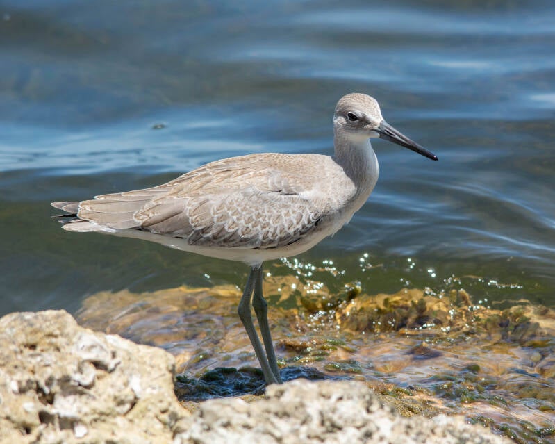 Willet (5)