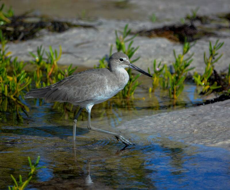 Willet (1)