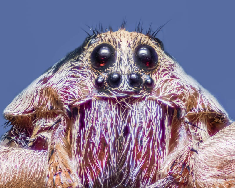Lynx Spider (1)