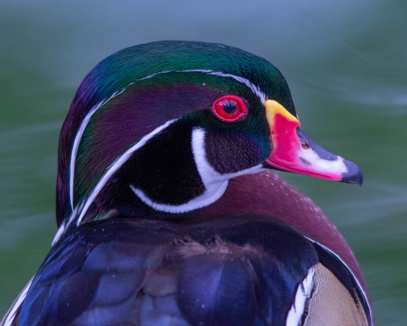 Wood Duck (4)