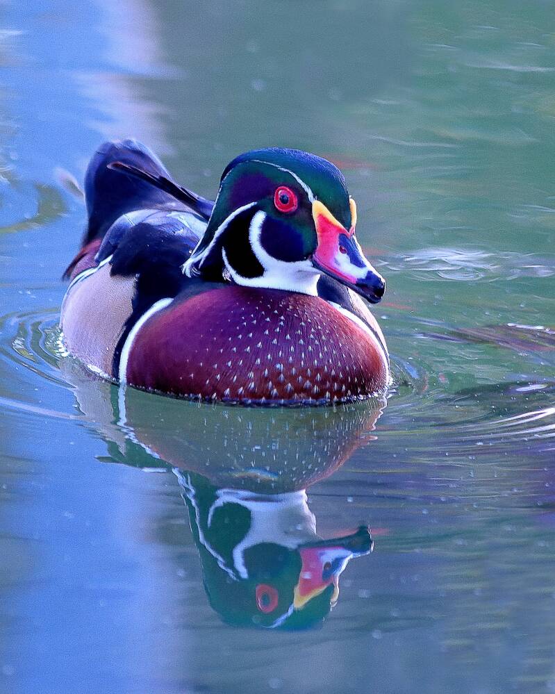 Wood Duck (1)