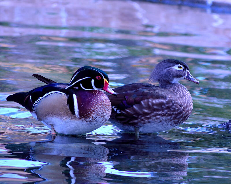 Wood Duck (3)