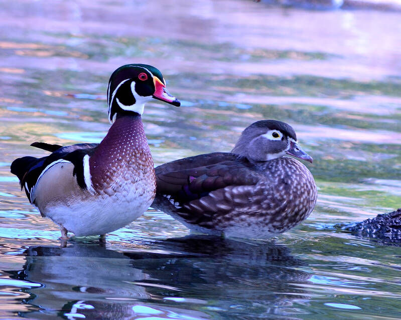 Wood Duck (2)