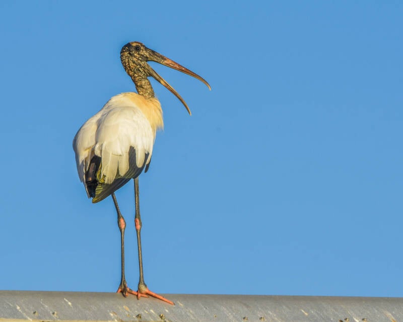 Wood Stork (2)