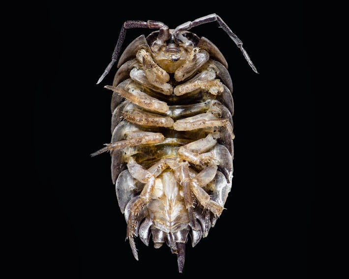 Woodlouse (2)