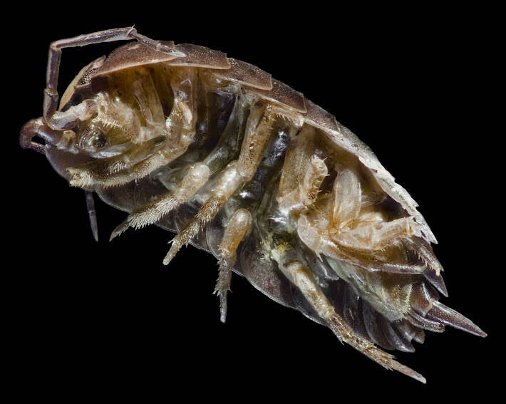 Woodlouse (1)