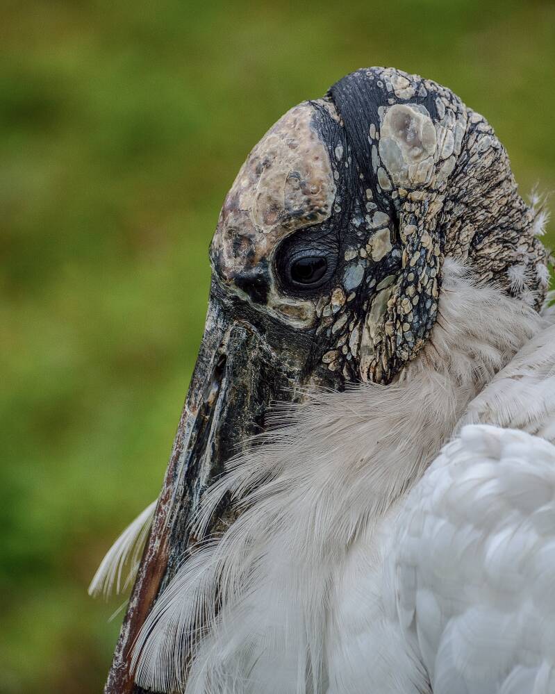 Woodstork (1)