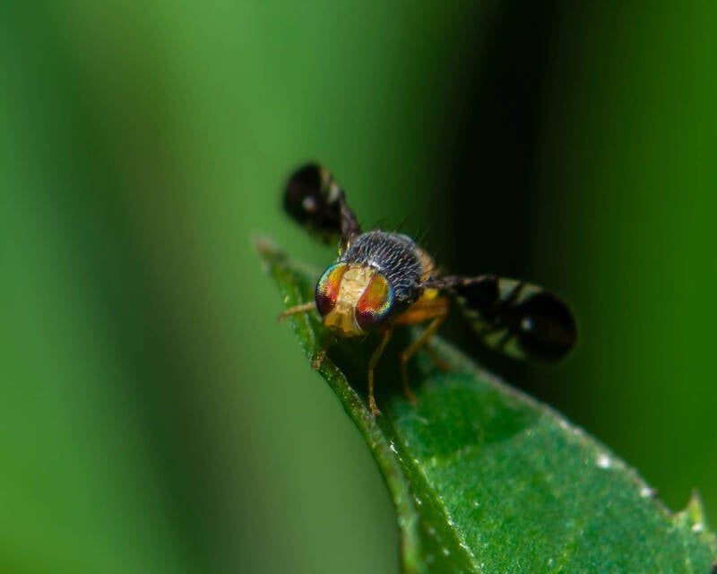 Xanthaciura Fruit Fly (4)