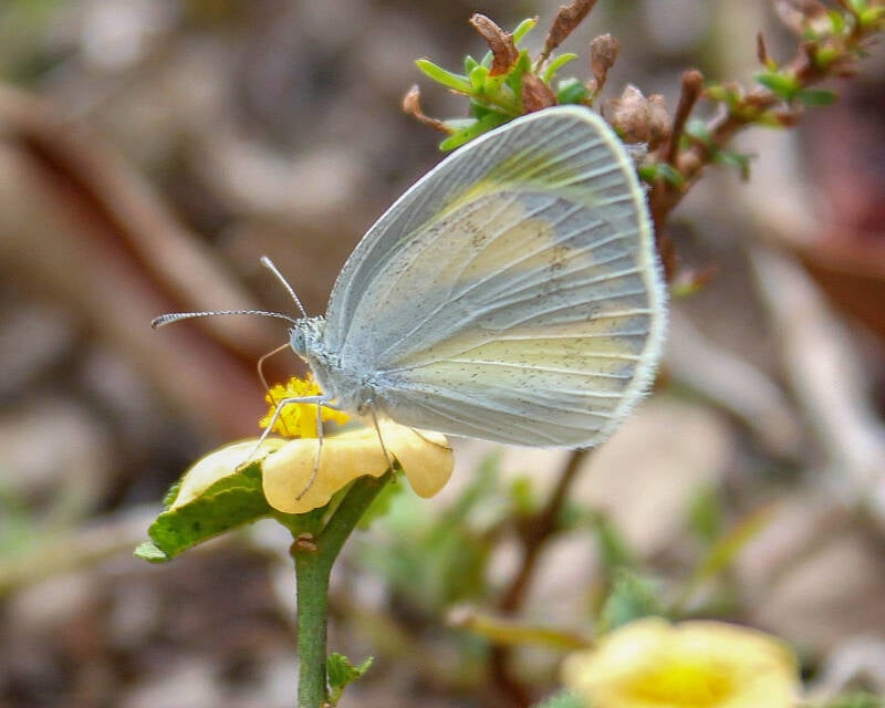 Barred-Yellow Butterfly (2)
