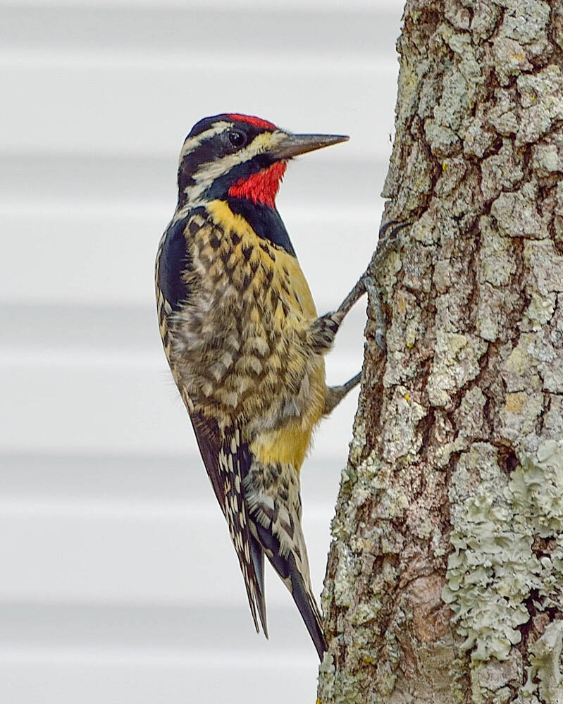 Yellow-Bellied-Sapsucker (1)
