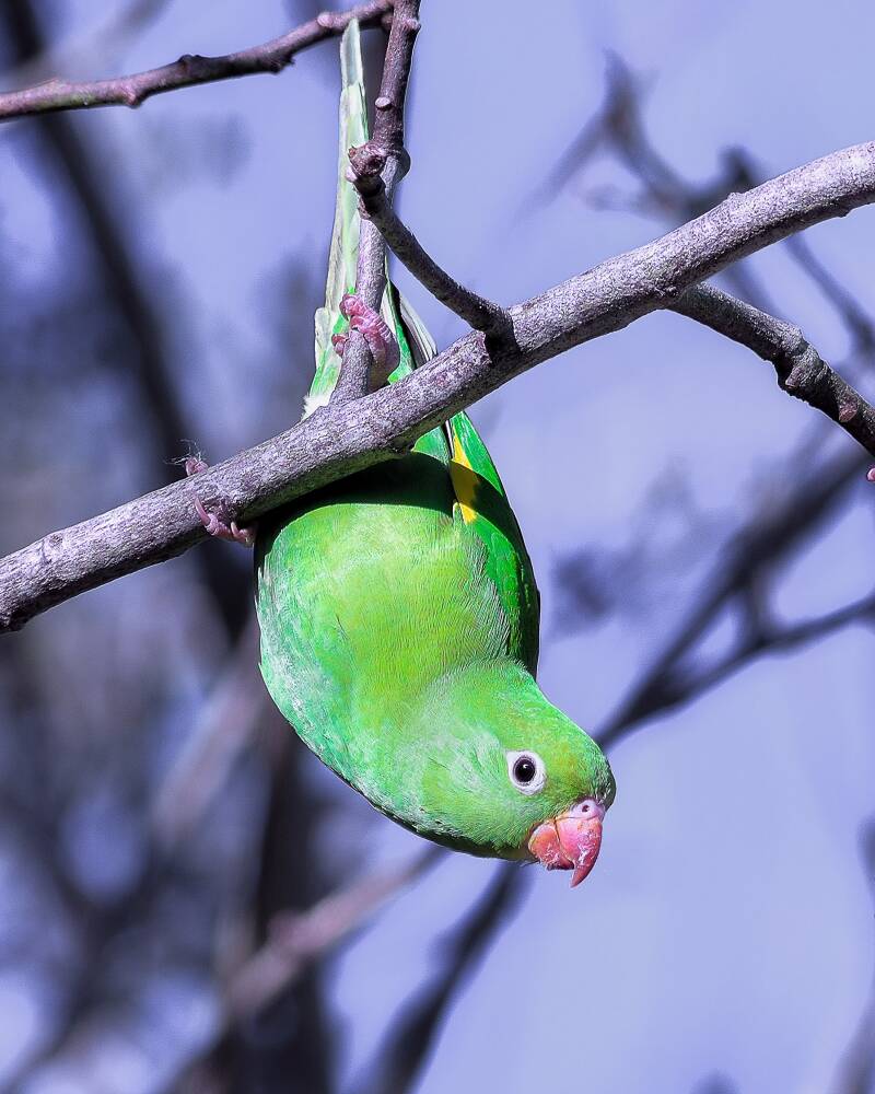 Yellow-Chevroned Parakeet (1)