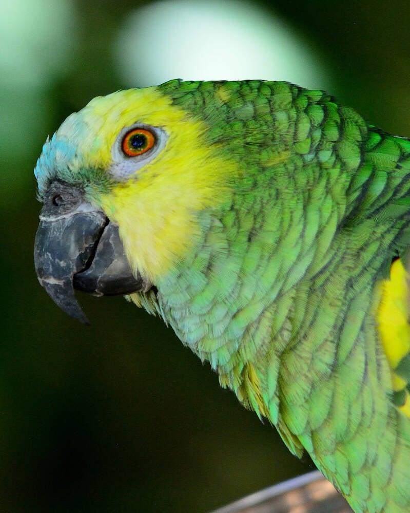 Yellow-Crowned Amazon (1)