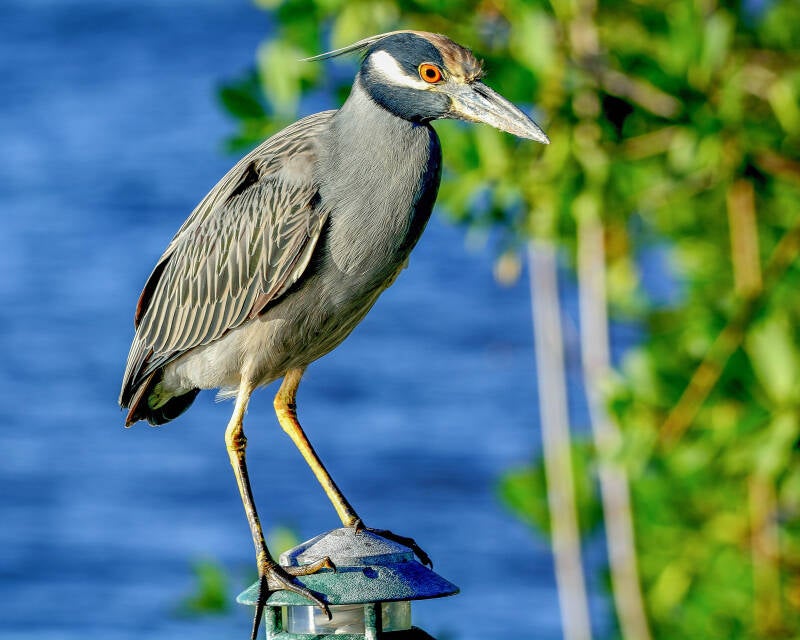 Yellow-Crowned Night Heron (2)