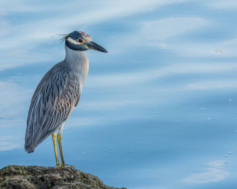 Yellow-Crowned Night Heron (1)