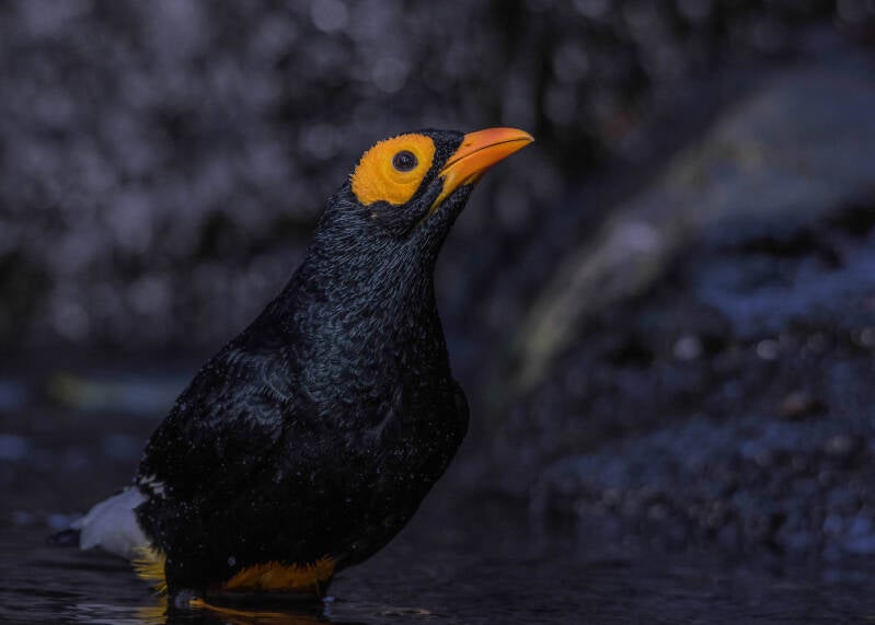 Yellow-Faced Mynah (1)