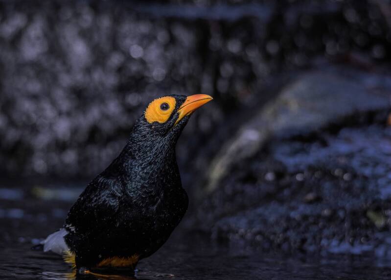 Yellow-Faced Myna (1)