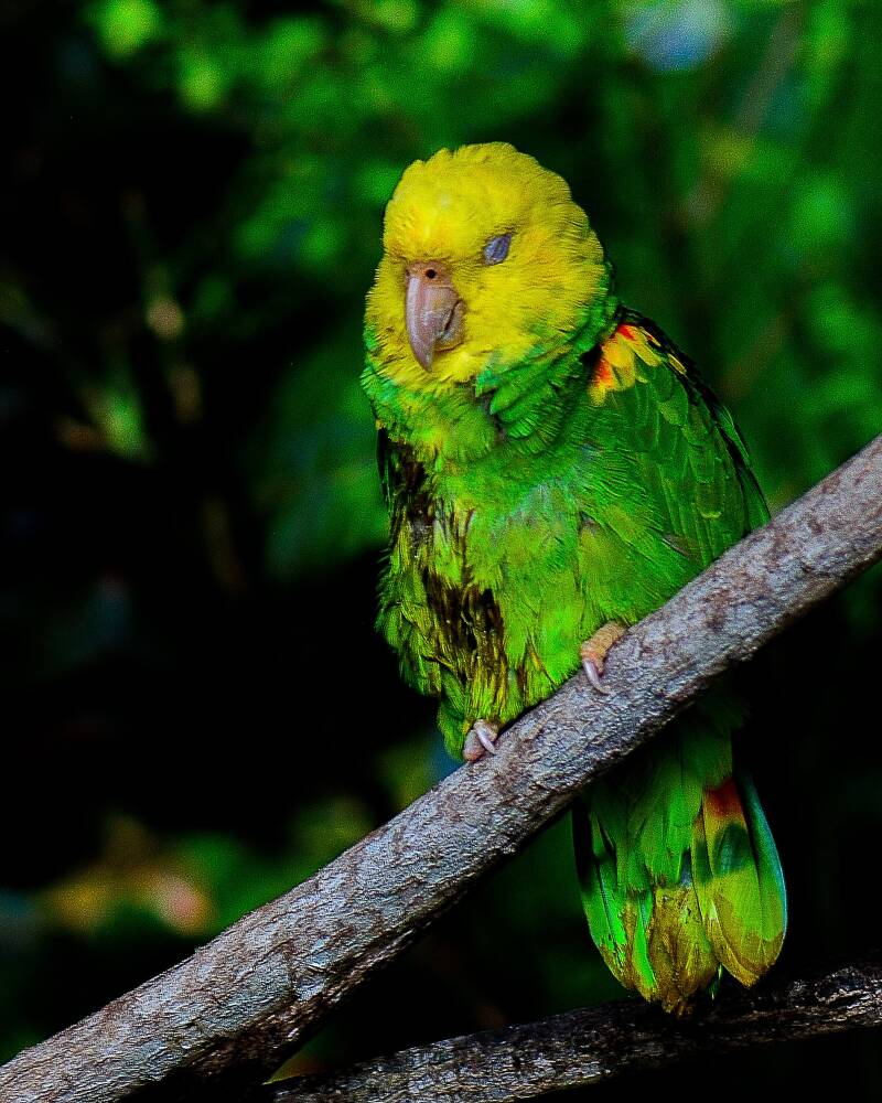 Yellow-Headed Amazon (1)