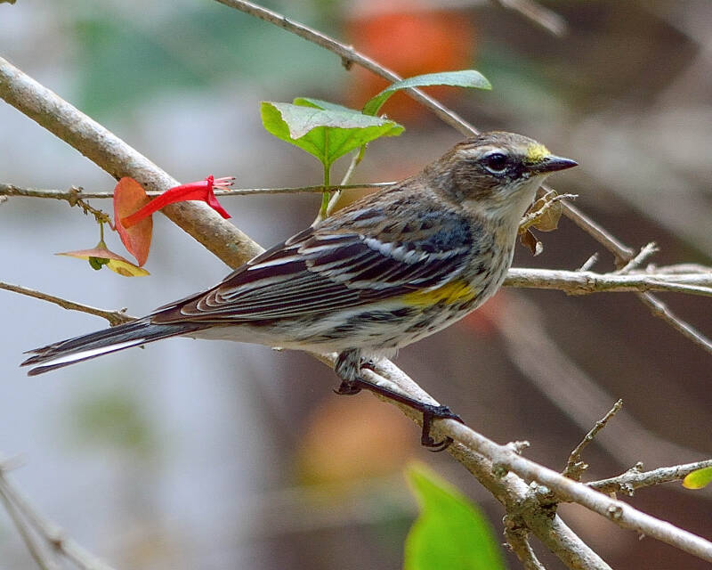 Yellow-Rumped-Warbler (1)